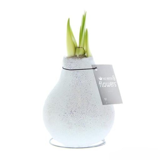 No Water Flowers® (wax amaryllis) | Glitterz® - White + Red flower – Bild 3