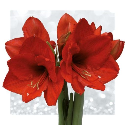 No Water Flowers® (wax amaryllis) | Glitterz® - White + Red flower – Bild 5