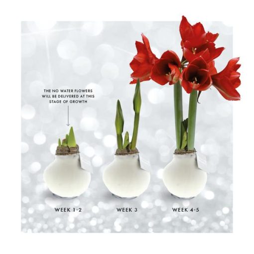 No Water Flowers® (wax amaryllis) | Glitterz® - White + Red flower – Bild 7