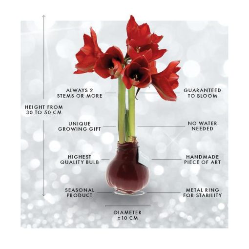No Water Flowers® (wax amaryllis) | Glitterz® - White + Red flower – Bild 8