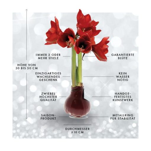 No Water Flowers® (wax amaryllis) | Glitterz® - White + Red flower – Bild 10