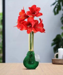 No Water Flowers® (wax amaryllis) | Glitterz® – Green + Red flower