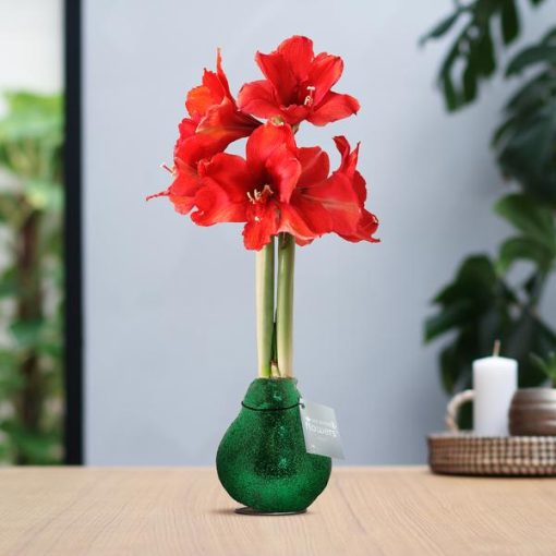 No Water Flowers® (wax amaryllis) | Glitterz® - Green + Red flower