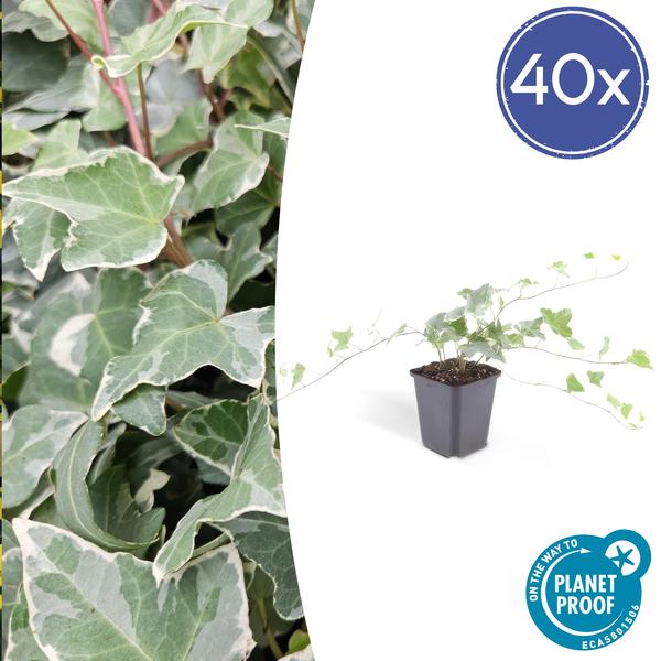 Hedera hel. ‚Glacier‘ – ↕25cm – Ø9cm – 6x – 40x