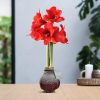 No Water Flowers® (wax amaryllis) | Waxz® Snow – Bordeaux + Red flower