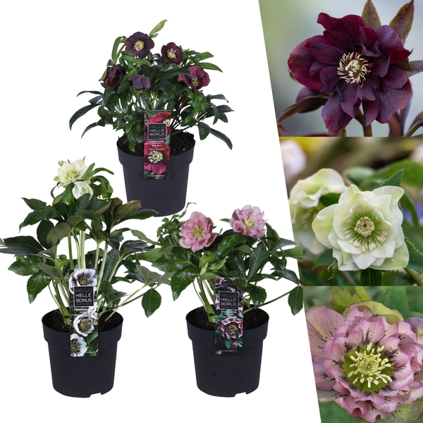 Helleborus Specials – 3 x Ø 14 cm – ↨ 25 cm