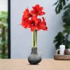 No Water Flowers® (wax amaryllis) | Waxz® Snow – Black + Red flower