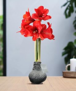 No Water Flowers® (wax amaryllis) | Waxz® Snow – Black + Red flower