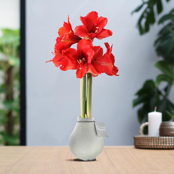 No Water Flowers® (wax amaryllis) | Waxz® Snow – White + Red flower