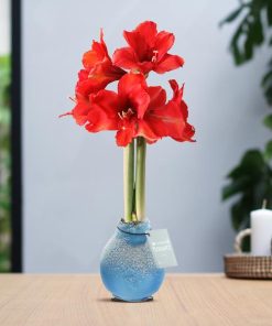 No Water Flowers® (wax amaryllis) | Waxz® Snow – Ice blue + Red flower