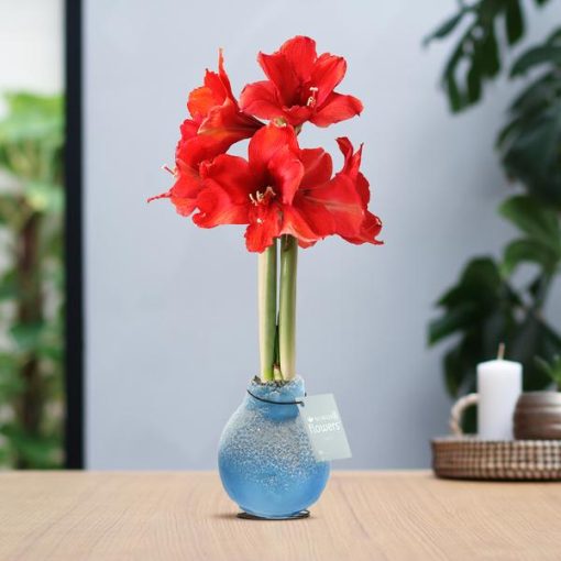 No Water Flowers® (wax amaryllis) | Waxz® Snow - Ice blue + Red flower