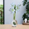 No Water Flowers® (wax amaryllis) | Naturalz Botanical – Monstera + White flower