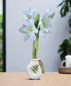 No Water Flowers® (wax amaryllis) | Naturalz Botanical – Fern + White flower