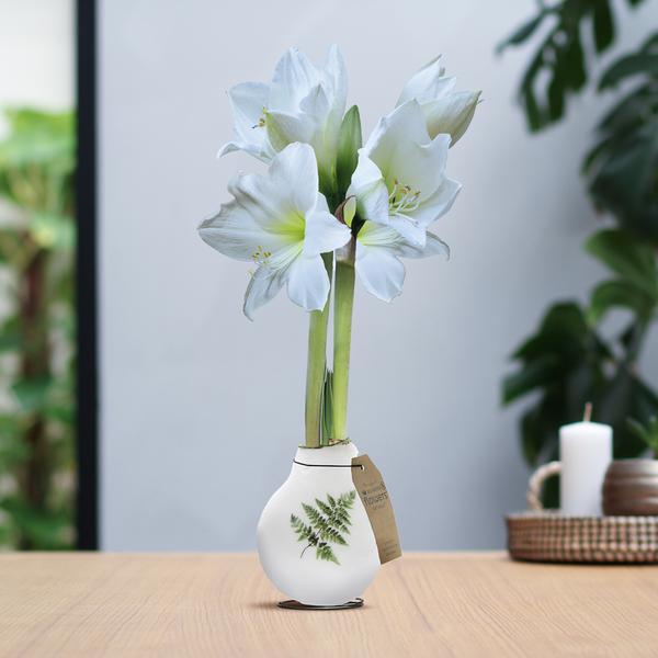 No Water Flowers® (wax amaryllis) | Naturalz Botanical – Fern + White flower