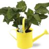 Calathea Network – Pauwenplant – Ø14cm – ↕30cm + Gieter D14,5×14,5cm – Gelb