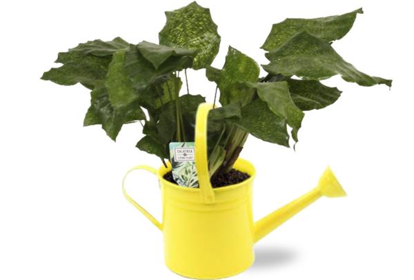 Calathea Network – Pauwenplant – Ø14cm – ↕30cm + Gieter D14,5×14,5cm – Gelb