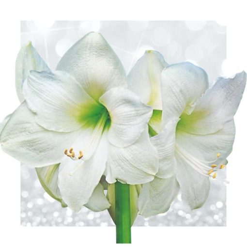 No Water Flowers® (wax amaryllis) | Naturalz Botanical - Palm + White flower – Bild 5