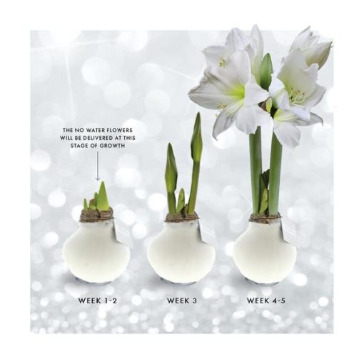 No Water Flowers® (wax amaryllis) | Naturalz Botanical - Palm + White flower – Bild 7