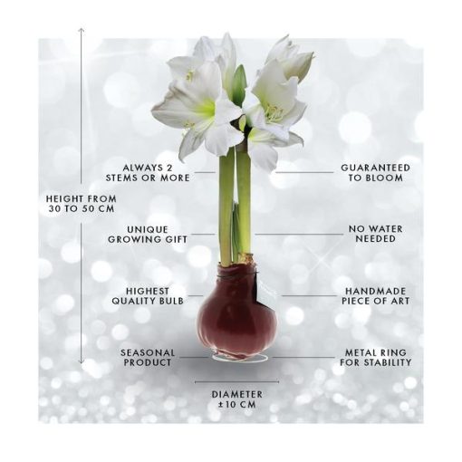 No Water Flowers® (wax amaryllis) | Naturalz Botanical - Palm + White flower – Bild 8