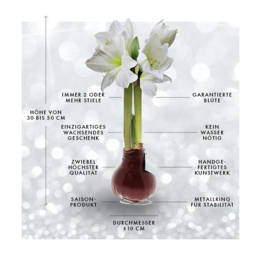 No Water Flowers® (wax amaryllis) | Naturalz Botanical - Palm + White flower – Bild 10