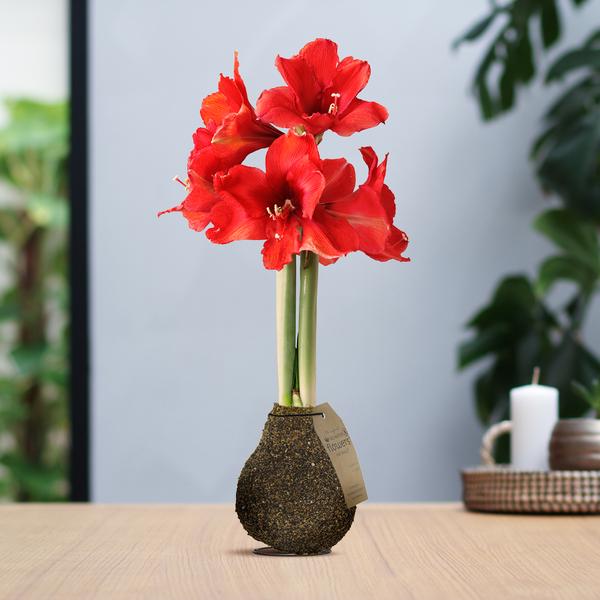 No Water Flowers® (wax amaryllis) | Naturalz Corkz – Melange + Red flower