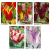 Tulipa – Blumenzwiebeln Mix (9) – 5 Spezies – 35 Blumenzwiebeln