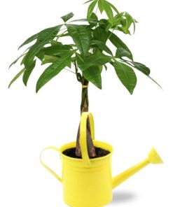 Pachira Aquatica – Geldboom – Ø14cm – ↕50cm + Gieter D14,5×14,5cm – Geel