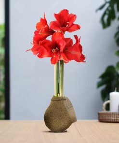 No Water Flowers® (wax amaryllis) | Naturalz Corkz – Beige + Red flower