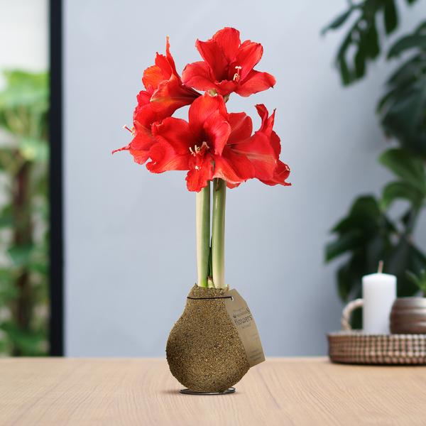 No Water Flowers® (wax amaryllis) | Naturalz Corkz – Beige + Red flower