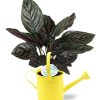 Calathea Ornata – Ø14cm – ↕50cm + Gieter D14,5×14,5cm – Gelb