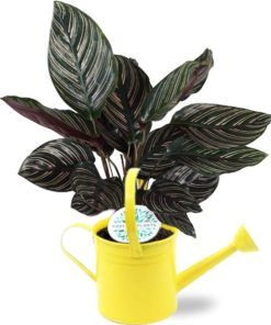 Calathea Ornata – Ø14cm – ↕50cm + Gieter D14,5×14,5cm – Gelb