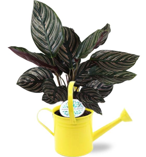 Calathea Ornata – Ø14cm – ↕50cm + Gieter D14,5×14,5cm – Gelb