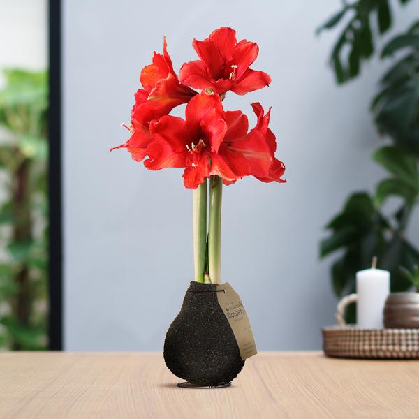 No Water Flowers® (wax amaryllis) | Naturalz Corkz – Dark Brown + Red flower