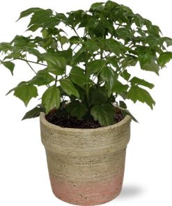 Rademachera Sinica – Ø12cm – ↕27cm + Invorno Pot D13,5×12,5cm – Naturel