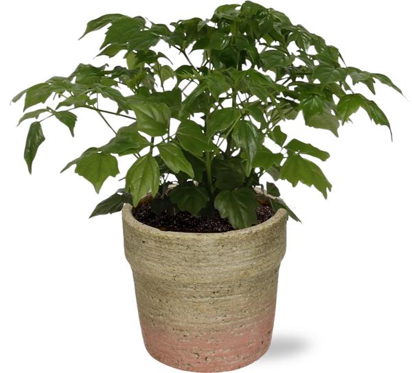 Rademachera Sinica – Ø12cm – ↕27cm + Invorno Pot D13,5×12,5cm – Naturel