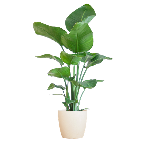 Strelitzia Nicolai mit Viber-Topf weiß – 80 cm – Ø21