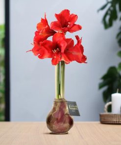 No Water Flowers® (wax amaryllis) | Univerz Jupiter – Bordeaux + Red flower