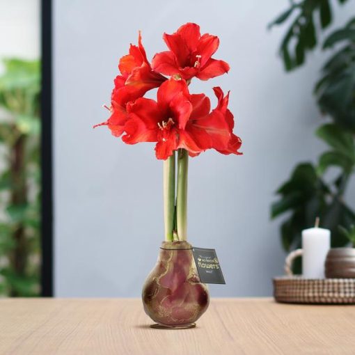 No Water Flowers® (wax amaryllis) | Univerz Jupiter - Bordeaux + Red flower