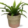 Asplenium Antiquum – Ø12cm – ↕25cm + Invorno Pot D13,5×12,5cm – Natürlich