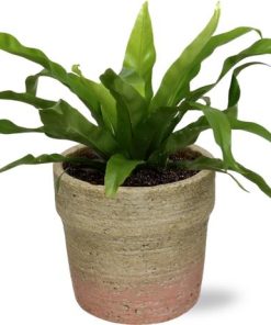 Asplenium Antiquum – Ø12cm – ↕25cm + Invorno Pot D13,5×12,5cm – Natürlich