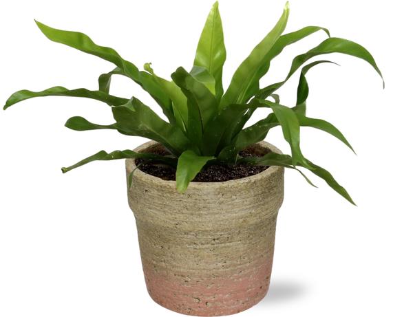 Asplenium Antiquum – Ø12cm – ↕25cm + Invorno Pot D13,5×12,5cm – Natürlich