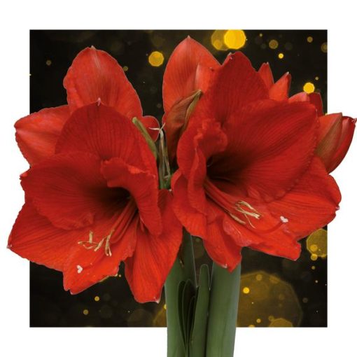 No Water Flowers® (wax amaryllis) | Univerz Jupiter - Bordeaux + Red flower – Bild 5