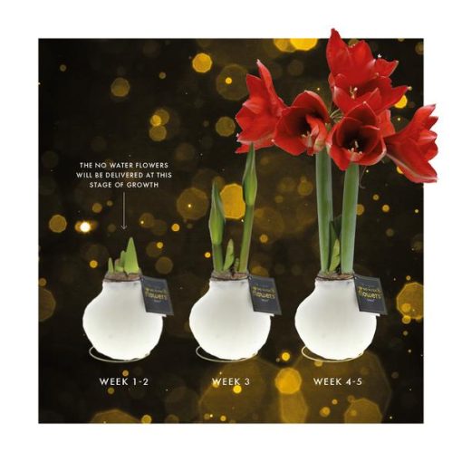 No Water Flowers® (wax amaryllis) | Univerz Jupiter - Bordeaux + Red flower – Bild 7