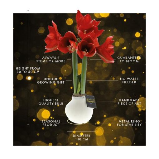 No Water Flowers® (wax amaryllis) | Univerz Jupiter - Bordeaux + Red flower – Bild 8