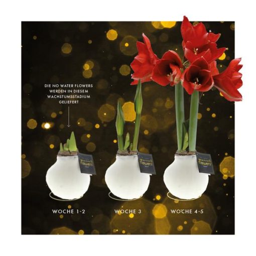 No Water Flowers® (wax amaryllis) | Univerz Jupiter - Bordeaux + Red flower – Bild 9