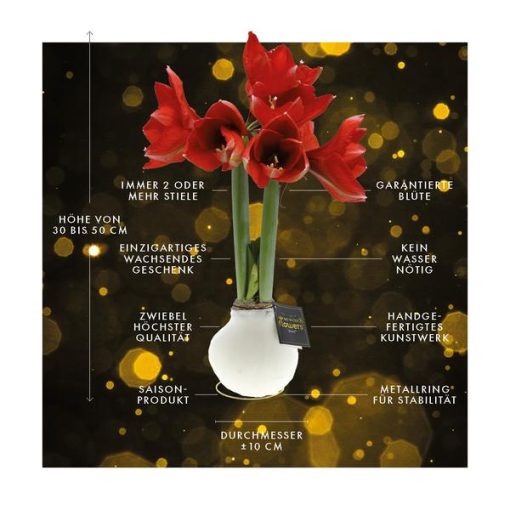 No Water Flowers® (wax amaryllis) | Univerz Jupiter - Bordeaux + Red flower – Bild 10