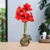 No Water Flowers® (wax amaryllis) | Univerz Jupiter – Brown + Red flower