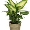 Dieffenbachia Camilla – Ø12cm – ↕35cm + Invorno Pot D13,5×12,5cm – Natürlich