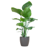 Strelitzia Nicolai mit Viber-Topf Grau – 80 cm – Ø21