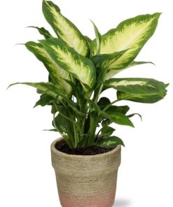 Dieffenbachia Camilla – Ø12cm – ↕35cm + Invorno Pot D13,5×12,5cm – Natürlich